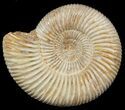 Perisphinctes Ammonite - Jurassic #46906-1